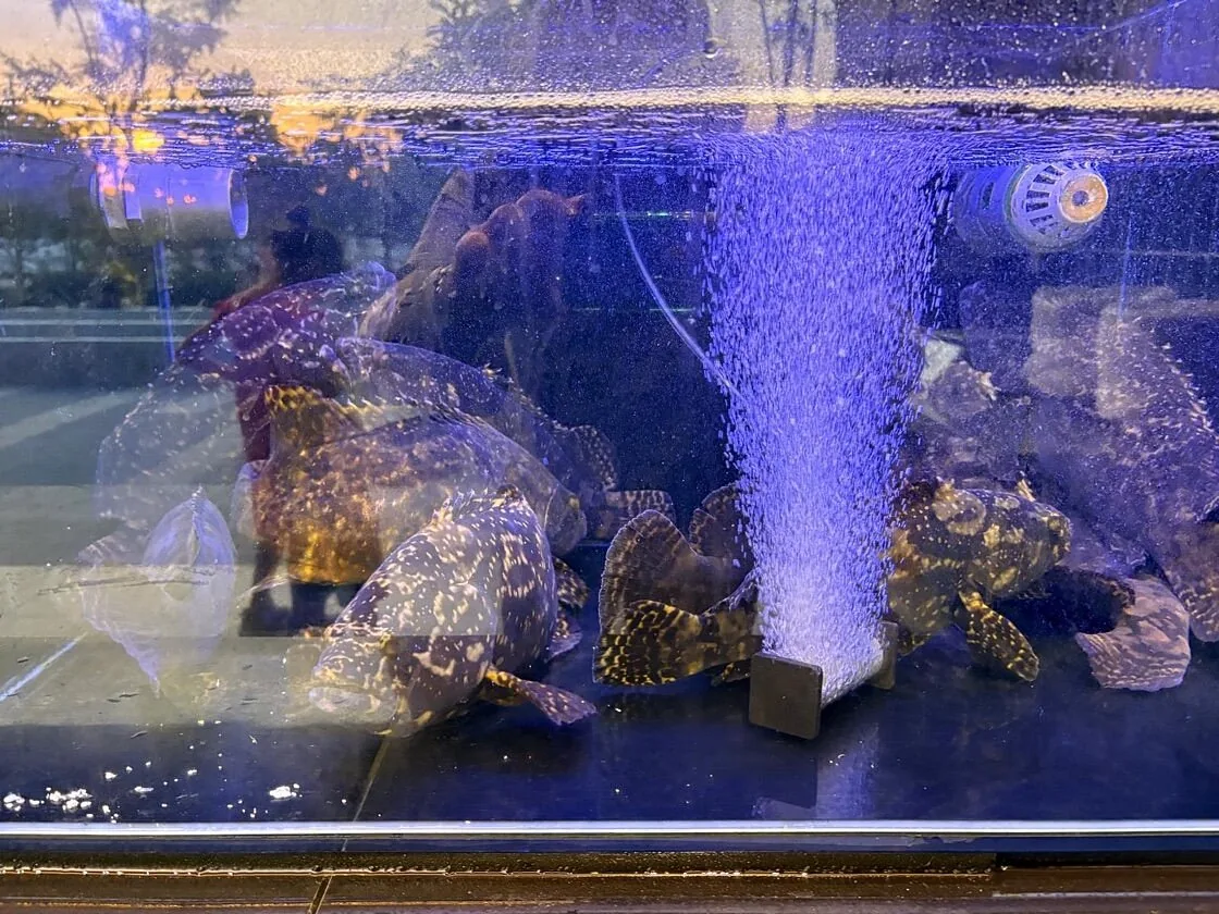 Live seafood tanks at Orkid Ria Seafood Restaurant